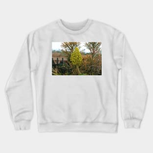 Pencil Plants and Fence Nature Photograph Crewneck Sweatshirt